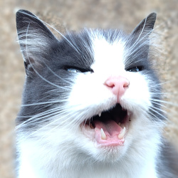 Fat Cat Chat